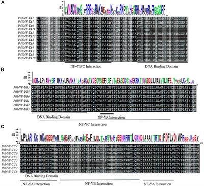 Expression patterns of the poplar NF-Y gene family in response to Alternaria alternata and hormone treatment and the role of PdbNF-YA11 in disease resistance